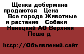 Щенки добермана  продаются › Цена ­ 45 000 - Все города Животные и растения » Собаки   . Ненецкий АО,Верхняя Пеша д.